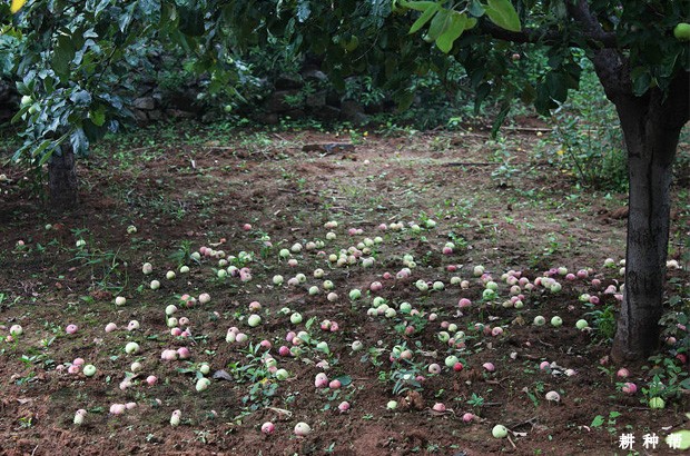 苹果采前落果用什么药剂防治？