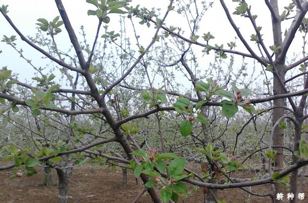 苹果用什么药剂能促进花芽分化？