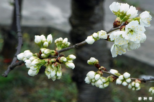 樱桃保花保果用什么药？