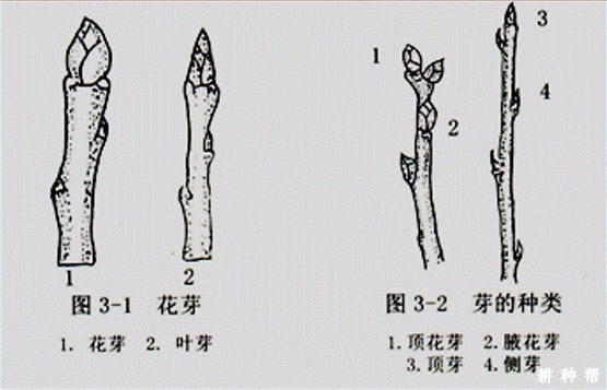 梨树的芽分为几种？