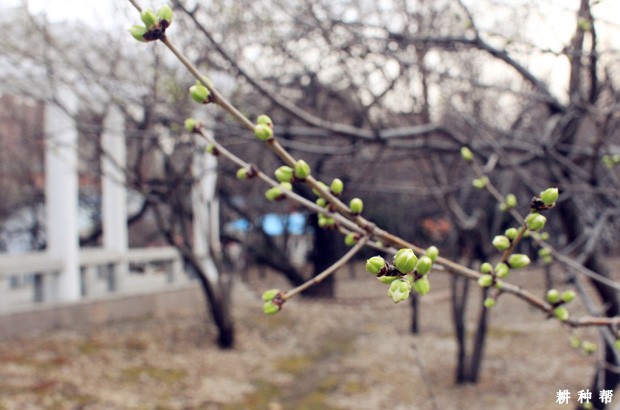 梨树的芽分为几种？