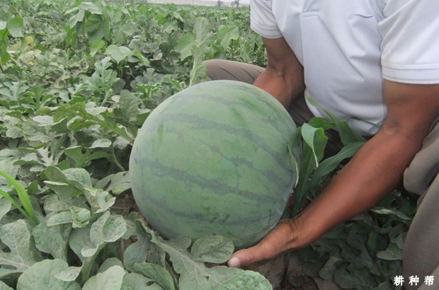 无籽西瓜是怎么种植的？