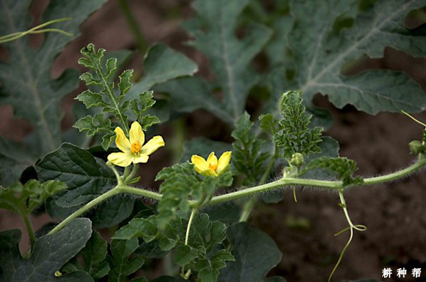 西瓜开花有哪些特点？