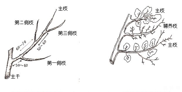 梨树的枝条分几种？