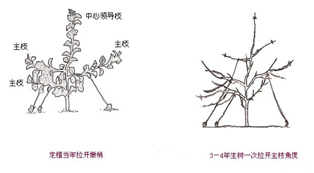 梨幼树期如何修剪？