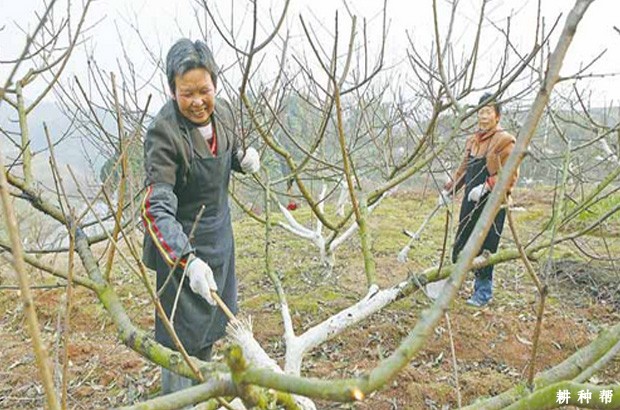 桃树怎样能延迟开花？