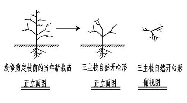 新栽的桃树如何整形？