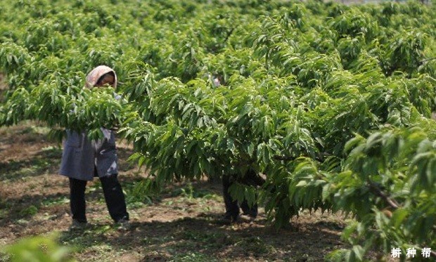 油桃幼树怎样修剪？