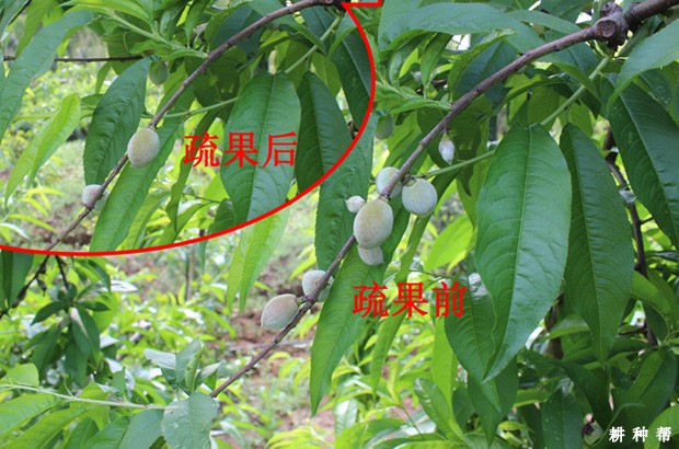 桃树怎样疏花疏果？