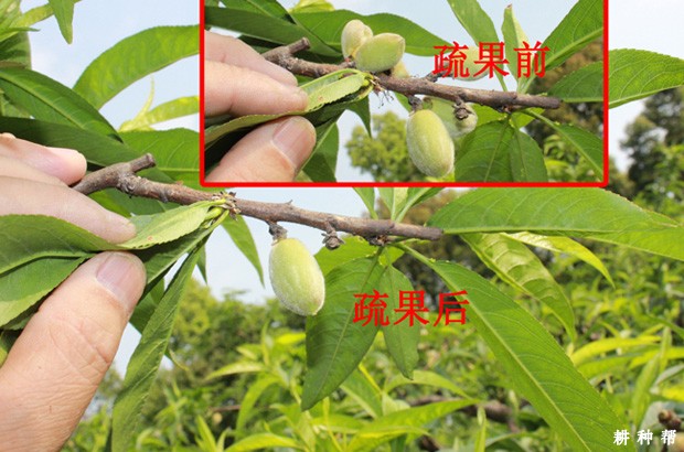 桃树怎样疏花疏果？