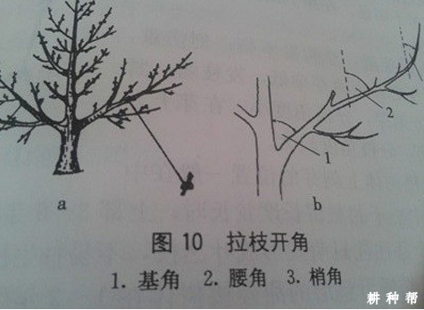 石榴树夏季修剪怎样进行？