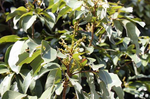 荔枝开花了怎样护理？