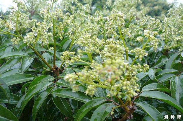 荔枝开花了怎样护理？