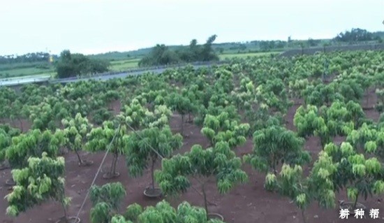 荔枝幼龄树怎样施肥？