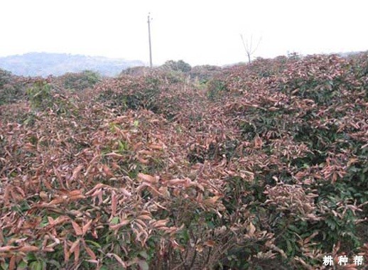 种植荔枝如何防冻？