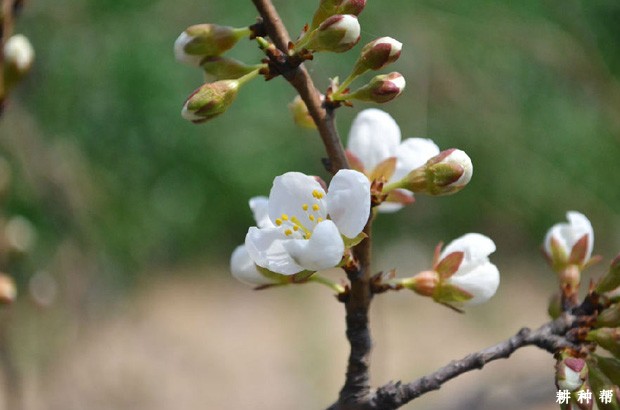 李子树什么时候开花？