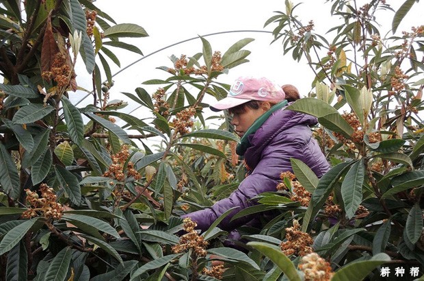 枇杷怎样疏花疏果？