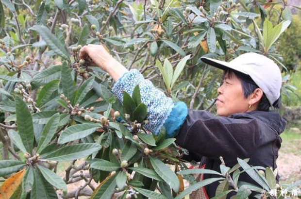 枇杷怎样疏花疏果？