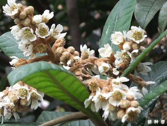 枇杷树落花落果怎样防冶？