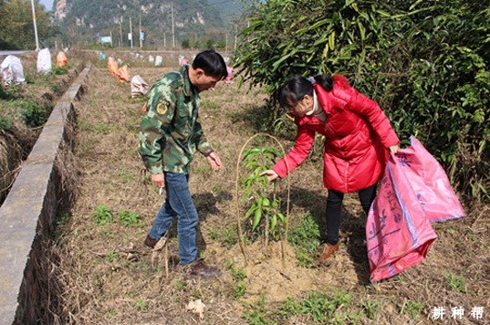 芒果幼树怎样管理？