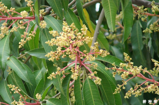 芒果开花结果有什么特点？