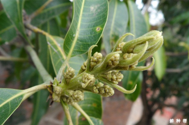 芒果开花结果有什么特点？