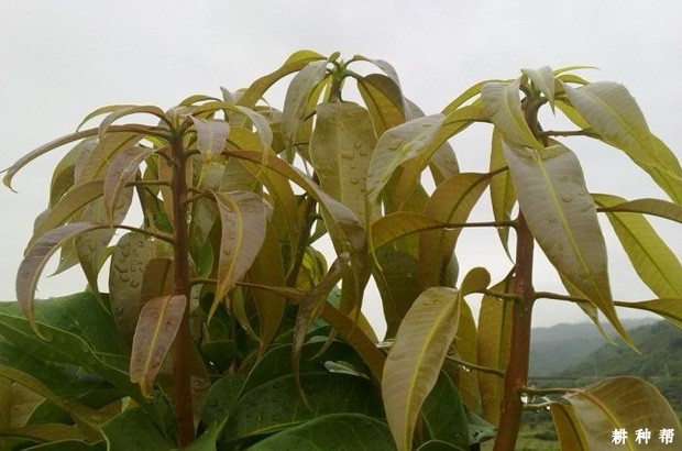 芒果的枝、叶有什么特性？