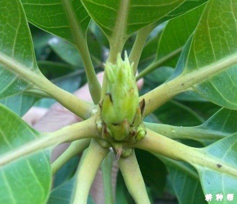 种植芒果为什么要控水？