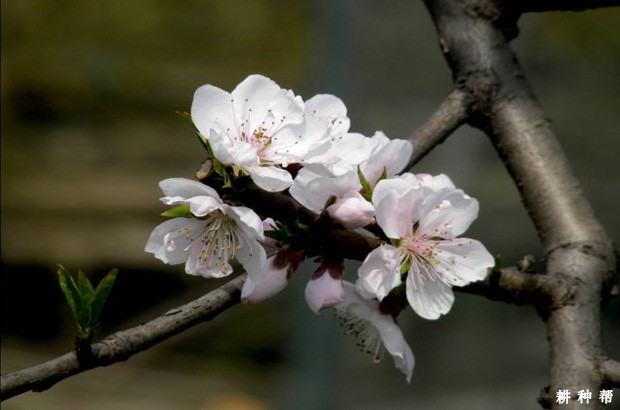 桃树用什么药剂保花保果？