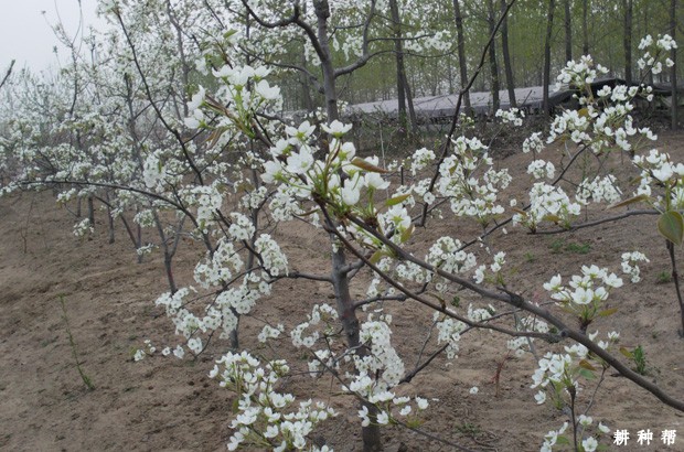 梨树用什么药剂疏花疏果？