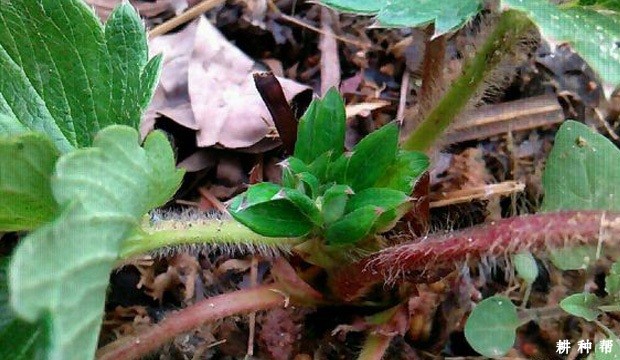 草莓花芽分化用什么药？