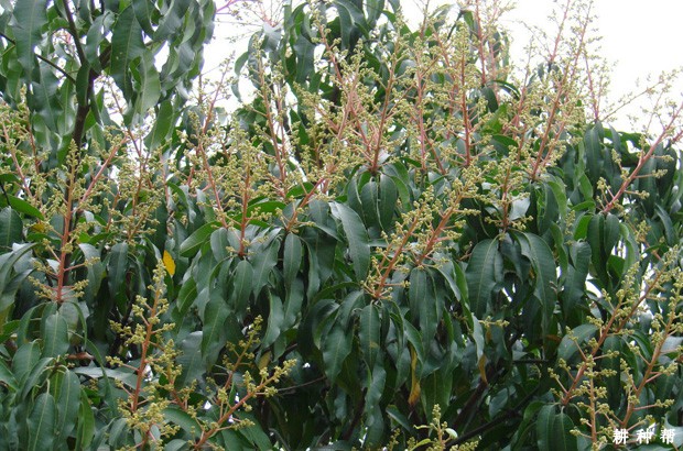 种植芒果怎样调节花期？