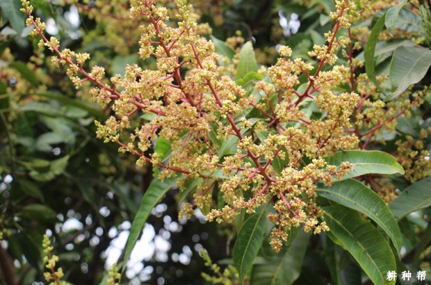 种植芒果怎样调节花期？