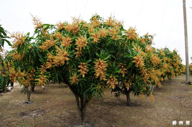 芒果喷什么药剂能促花、壮花？