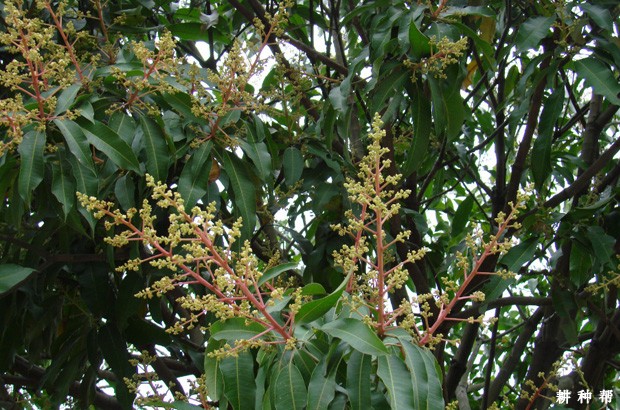 芒果如何提高开花量？