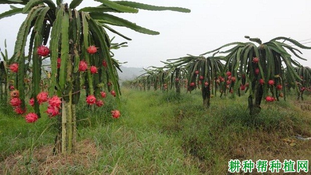 火龙果植株长怎么样？