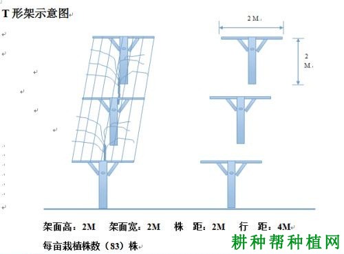 种植猕猴桃如何搭架？