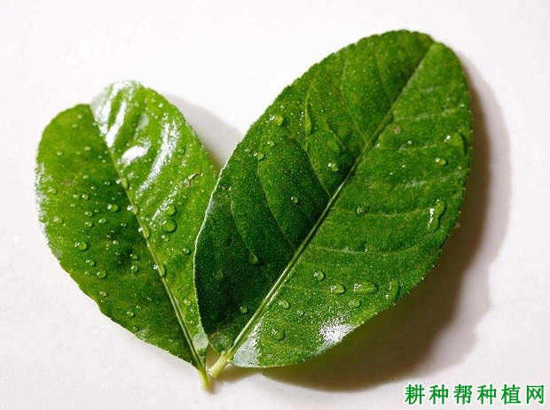 柠檬树的叶片有什么特点？