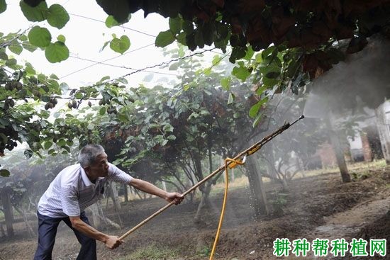 怎么给猕猴桃套袋？