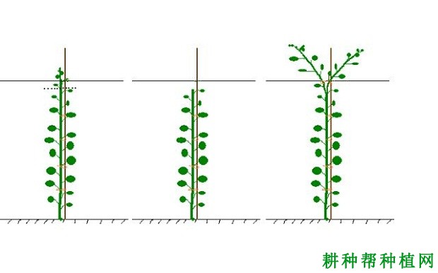 猕猴桃冬季管理技术：冬季怎么给猕猴桃修剪？