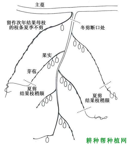 猕猴桃冬季管理技术：冬季猕猴桃如何修剪？