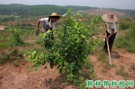 柠檬树怎么促进花芽分化？