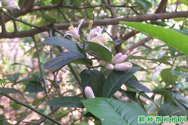 柠檬树怎么促进花芽分化？