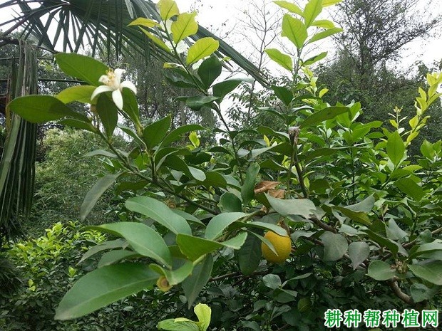 柠檬树怎么促进花芽分化？