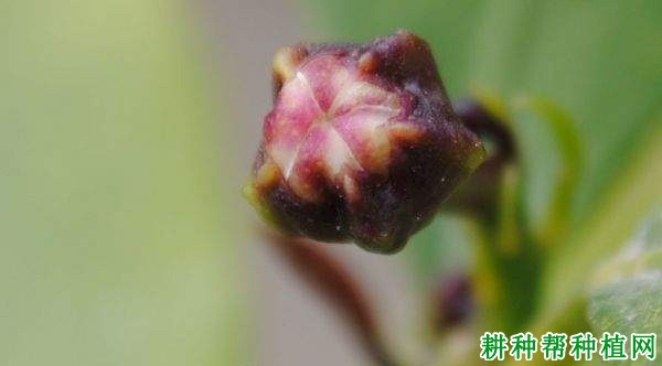 柠檬花芽分化过程是怎么样？