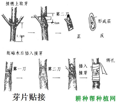 龙眼苗如何嫁接？