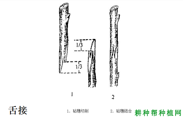 龙眼苗如何嫁接？