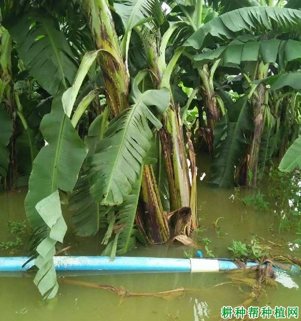 香蕉树浸水有哪些影响？