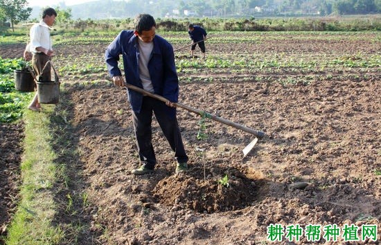 龙眼树在什么时候栽种**?