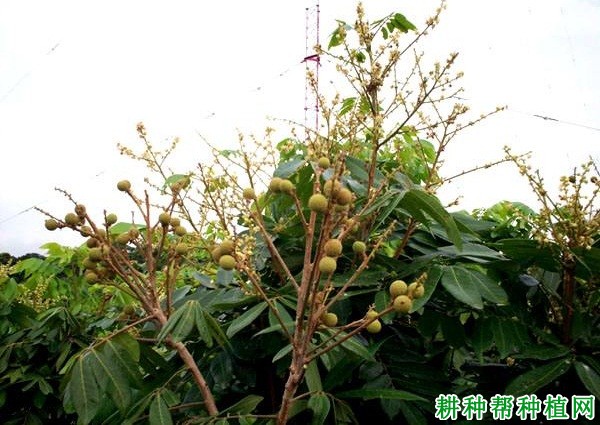 种植龙眼如何保果？